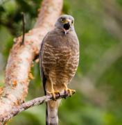Roadside Hawk. Costa Rica.