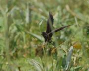 Snail Kite. Palo Verde Nat. Park. Costa Rica.