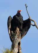 Turkey Vulture. Costa Rica.