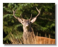 Red Deer_ANL_0712