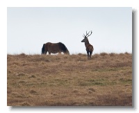 Red Deer_ANL_0732