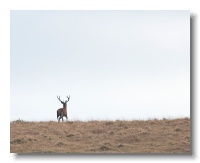 Red Deer_ANL_0735