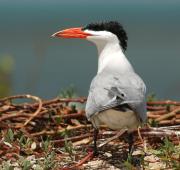 Caspian Tern. Tanji island The Gambia. West Africa