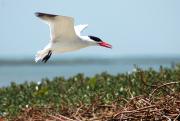 Caspian Tern. Tanji island The Gambia. West Africa