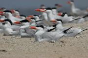 Caspian Terns. Tanji island The Gambia. West Africa