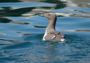 Guillemot. Farne Islands, Northumberland UK.