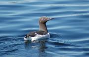 Bridled Guillemot. Farne Islands, Northumberland UK.