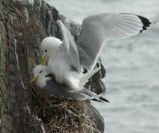 Kittiwakes mating. Fidra island Scotland.