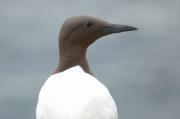 Guillemot. Farne Islands, Northumberland UK.