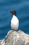 Razorbill. Craigleith island. Scotland.