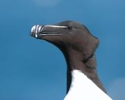 Razorbill. Craigleath island. Scotland.