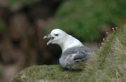 Fulmar. Handa island. West Scotland.