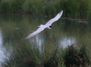 Gull-billed Tern. Walmsley sanctuary. Wadebridge Cornwall