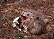 Gull hatchling. Craigleith island. Scotland.