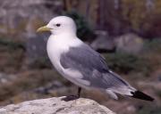 Kittiwake. Staple Island, Farnes, Northumberland UK.