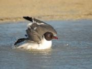 Bathing Laughing Gull. Fiesta Key Florida. USA.