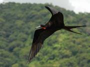 Magnificent Frigatebird (male). Costa Rica.