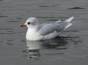 Mediteranean Gull. Swanpool, Falmouth Cornwall UK.