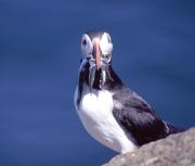 Puffin with sandeels. Craigleith island. Scotland.