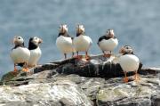 Puffins. Craigleith island. Scotland.