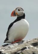 Puffin. Craigleith island. Scotland.