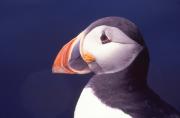 Puffin. Craigleith island. Scotland.