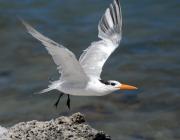 Royal Tern. Fiesta Key Florida. USA.