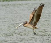 Pelican. Florida USA.