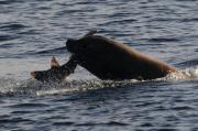 Male sealion with fish off Telegraph Cove, N.Vancouver Island.