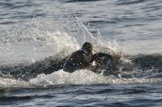 Male sealion with fish off Telegraph Cove, N.Vancouver Island.