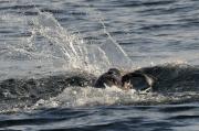 Male sealion with fish off Telegraph Cove, N.Vancouver Island.