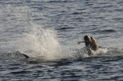 Male sealion with fish off Telegraph Cove, N.Vancouver Island.