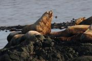 Sealions on rocks off of Vancouver Island.