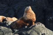 Sealions on rocks off of Vancouver Island.