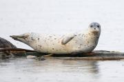 Harbour seals basking on logs near Sooke, S. Vancouver Island.