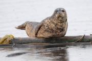 Harbour seals basking on logs near Sooke, S. Vancouver Island.