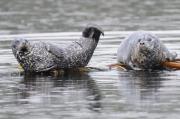 Harbour seals basking on logs near Sooke, S. Vancouver Island.