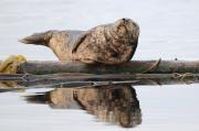 Harbour seals basking on logs near Sooke, S. Vancouver Island.