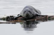 Harbour seals basking on logs near Sooke, S. Vancouver Island.