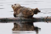 Harbour seals basking on logs near Sooke, S. Vancouver Island.