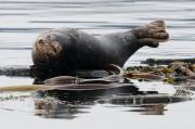 Harbour seals basking on logs near Sooke, S. Vancouver Island.