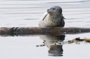 Harbour seals basking on logs near Sooke, S. Vancouver Island.
