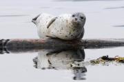 Harbour seals basking on logs near Sooke, S. Vancouver Island.