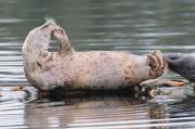 Harbour seals basking on logs near Sooke, S. Vancouver Island.