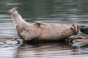 Harbour seals basking on logs near Sooke, S. Vancouver Island.