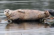 Harbour seals basking on logs near Sooke, S. Vancouver Island.