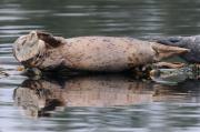 Harbour seals basking on logs near Sooke, S. Vancouver Island.