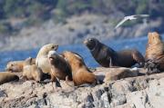 Sealions on rocks off of Vancouver Island.