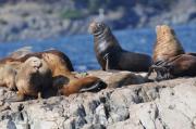 Sealions on rocks off of Vancouver Island.