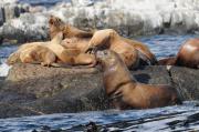 Sealions on rocks off of Vancouver Island.